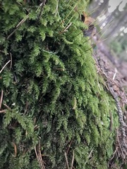 Mniaceae