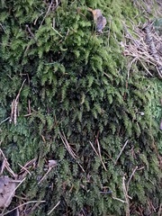 Mniaceae