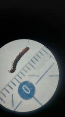 Brachydesmus superus