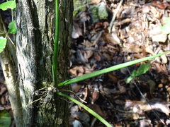 Trichocentrum yucatanense