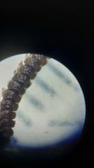 Brachydesmus superus