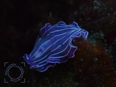 Prostheceraeus roseus