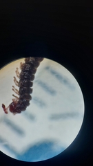 Brachydesmus superus