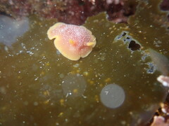 Baptodoris mimetica