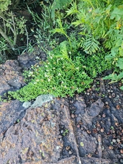 Crassula dependens