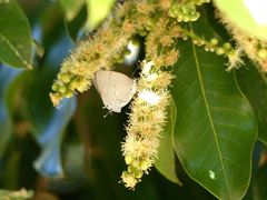 Symbiopsis lenitas