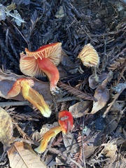 Hygrocybe coccinea