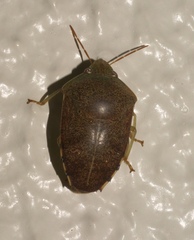 Coleotichus