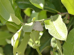 Symbiopsis lenitas