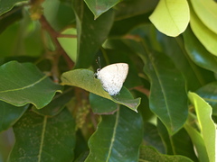 Symbiopsis lenitas
