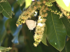 Symbiopsis lenitas