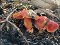 Hygrocybe coccinea