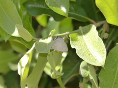 Symbiopsis lenitas