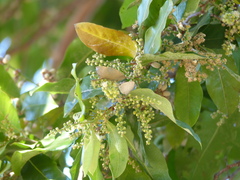 Symbiopsis lenitas
