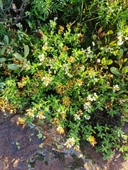 Crassula dependens