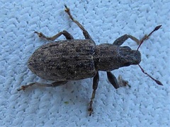 Sitona cylindricollis
