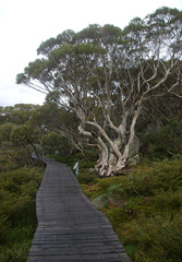 Eucalyptus pauciflora niphophila