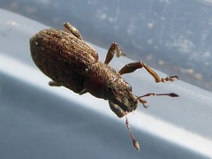 Sitona cylindricollis