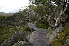 Eucalyptus pauciflora niphophila
