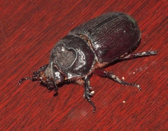 Oryctes rhinoceros