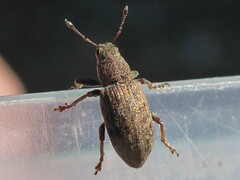 Sitona cylindricollis