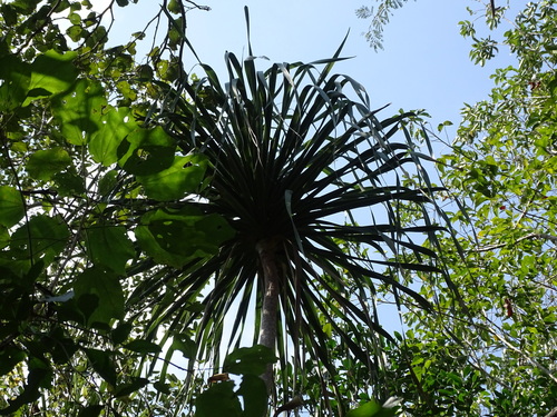 Image of Beaucarnea pliabilis by (c) Alexis López Hernández, some rights reserved (CC BY)