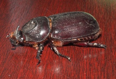 Oryctes rhinoceros