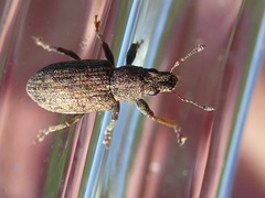 Sitona cylindricollis