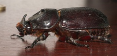 Oryctes rhinoceros