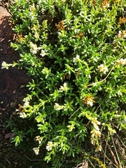 Crassula dependens