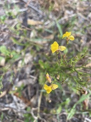 Goodenia paniculata