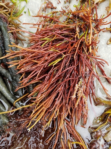 Lomentaria catenata observed 2023-02-22