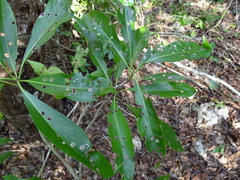 Cordia gerascanthus
