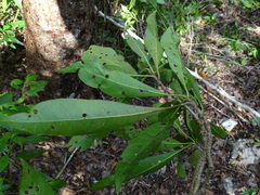 Cordia gerascanthus