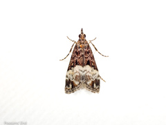 Scoparia minusculalis