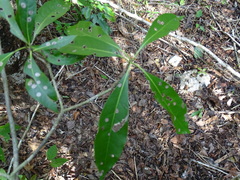 Cordia gerascanthus