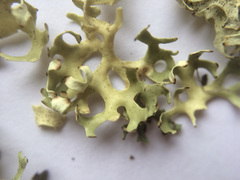 Xanthoparmelia semiviridis