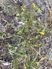 Goodenia paniculata