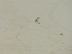 Pitangus sulphuratus