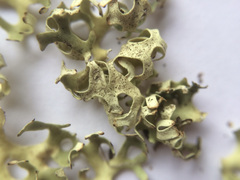 Xanthoparmelia semiviridis