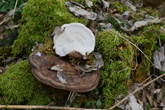Ganoderma adspersum