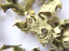 Xanthoparmelia semiviridis