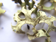 Xanthoparmelia semiviridis