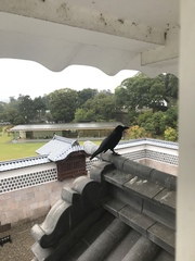 Corvus macrorhynchos