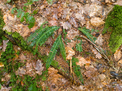 Struthiopteris spicant