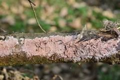 Etheirodon fimbriatum