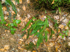 Struthiopteris spicant