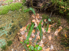 Struthiopteris spicant