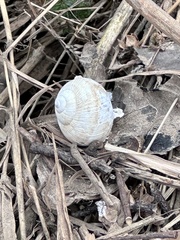 Helix pomatia