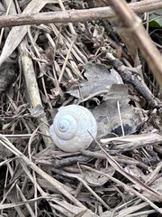 Helix pomatia